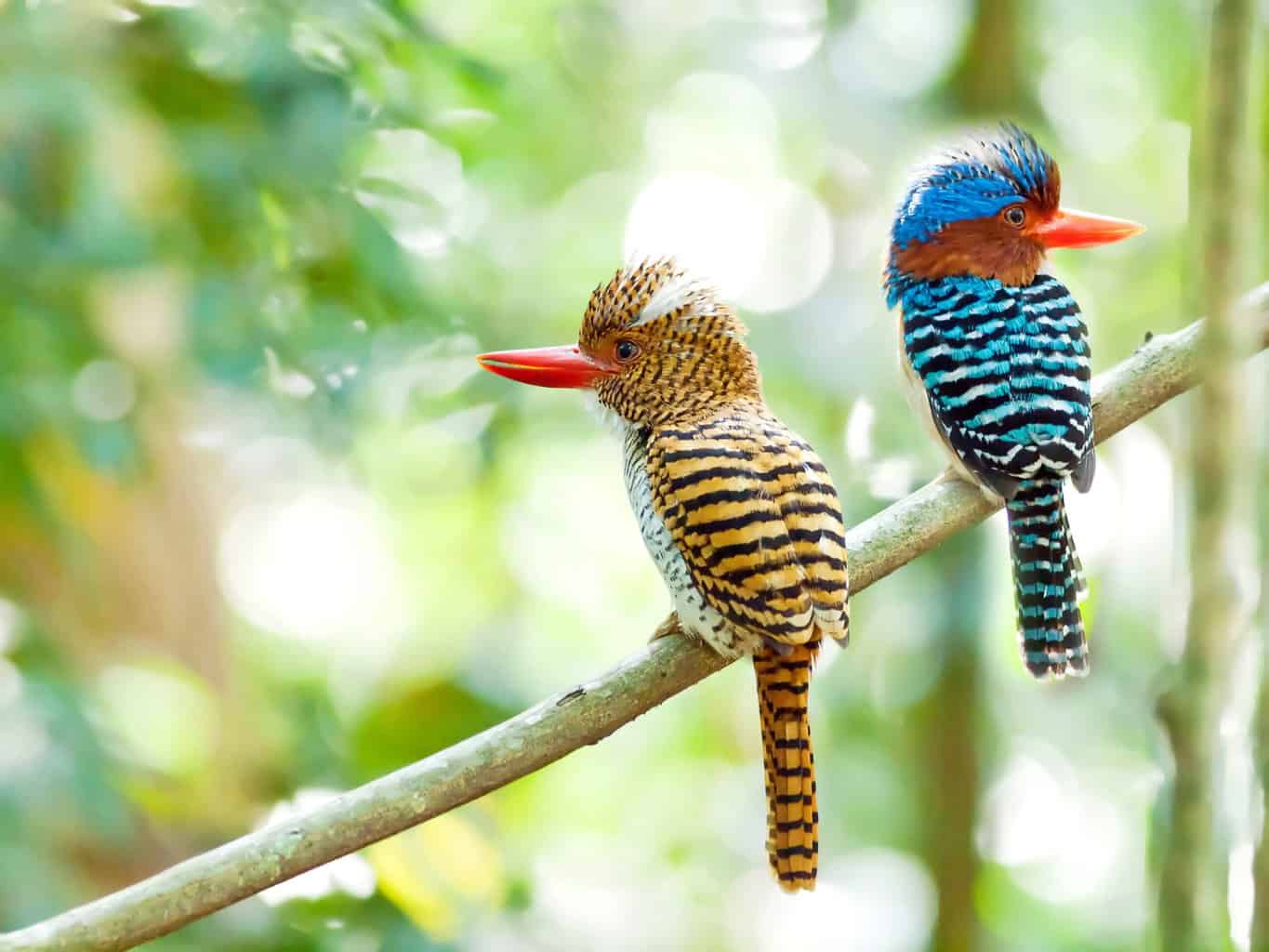 16 pájaros que parecen martines pescadores