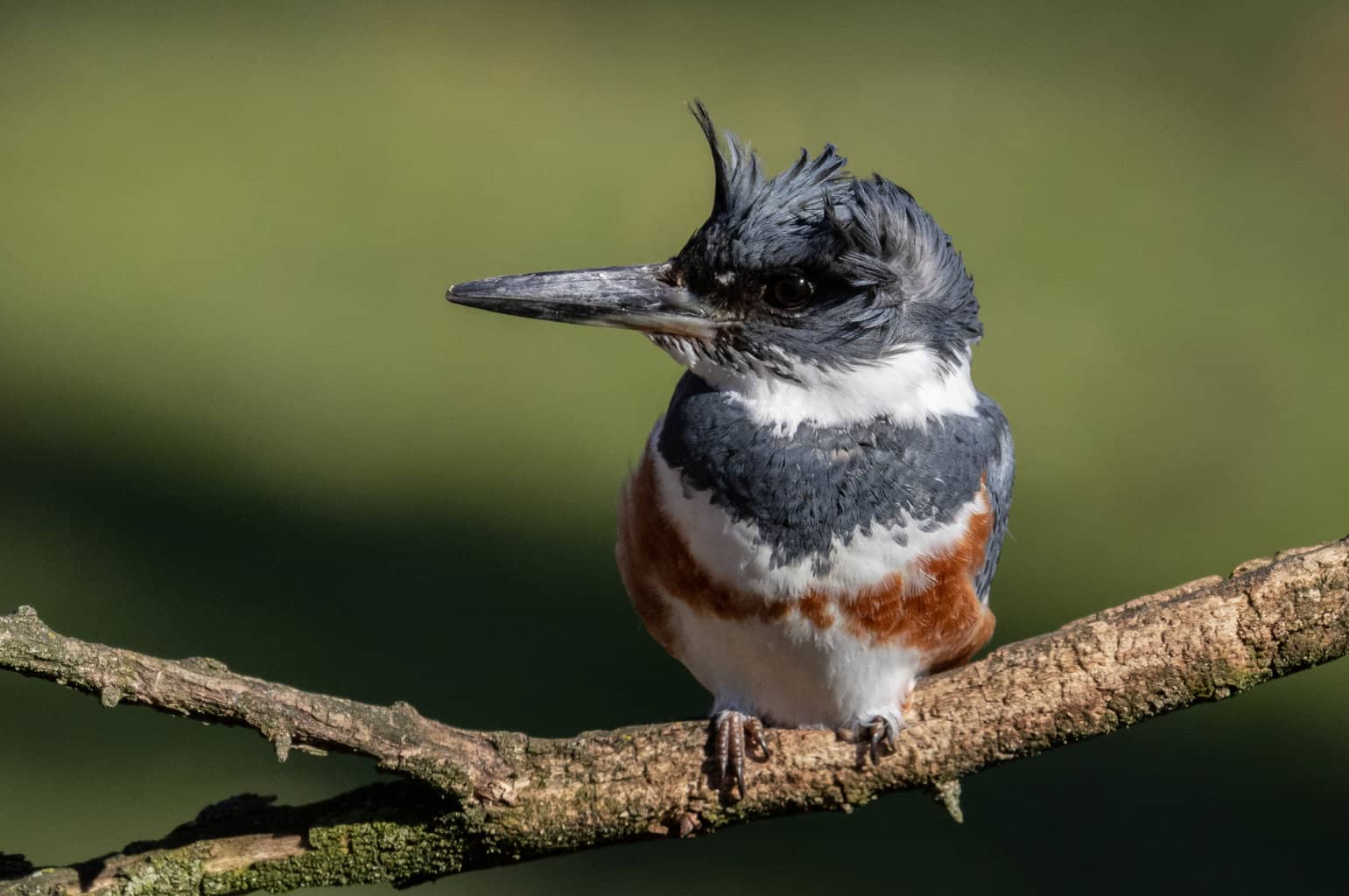16 pájaros que parecen martines pescadores