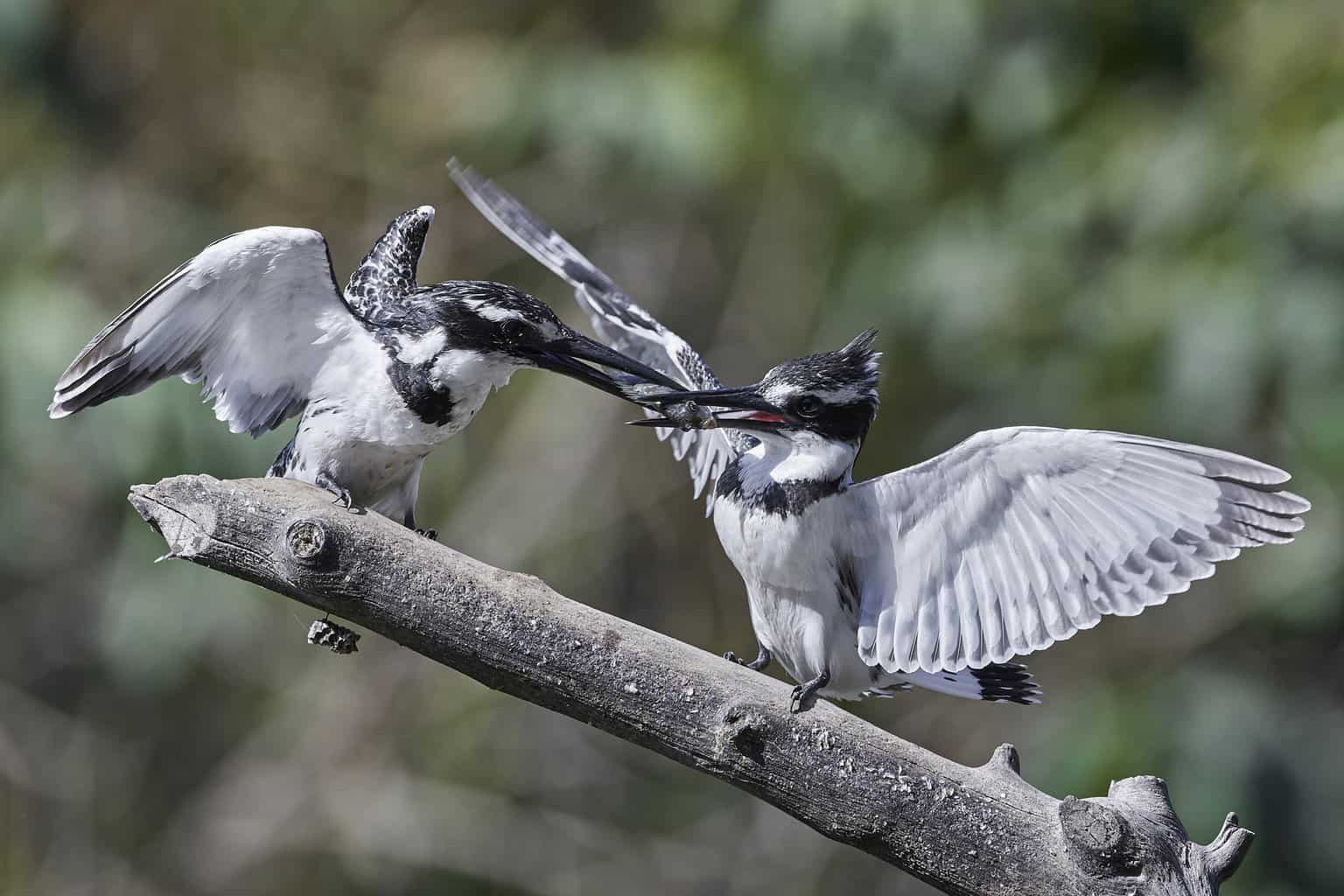 16 pájaros que parecen martines pescadores