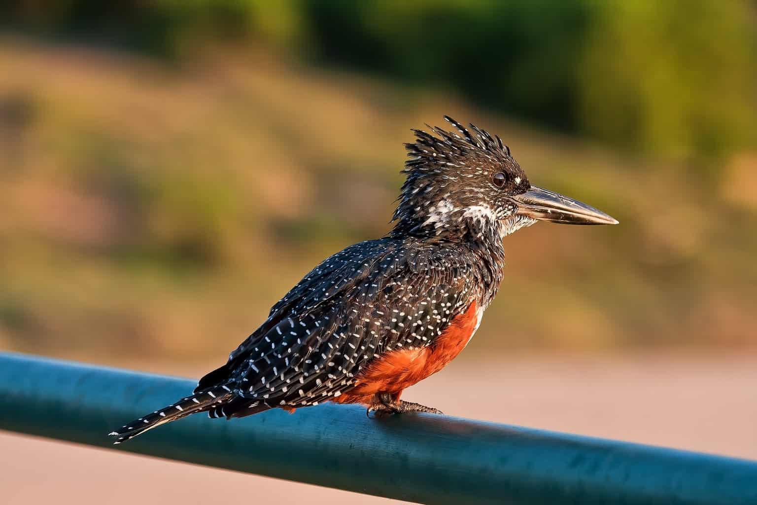 16 pájaros que parecen martines pescadores