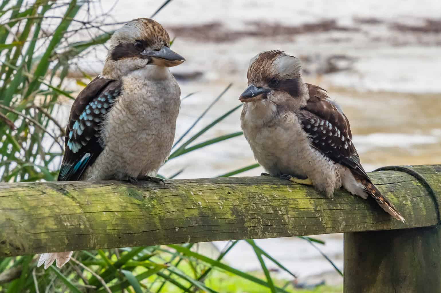 16 pájaros que parecen martines pescadores