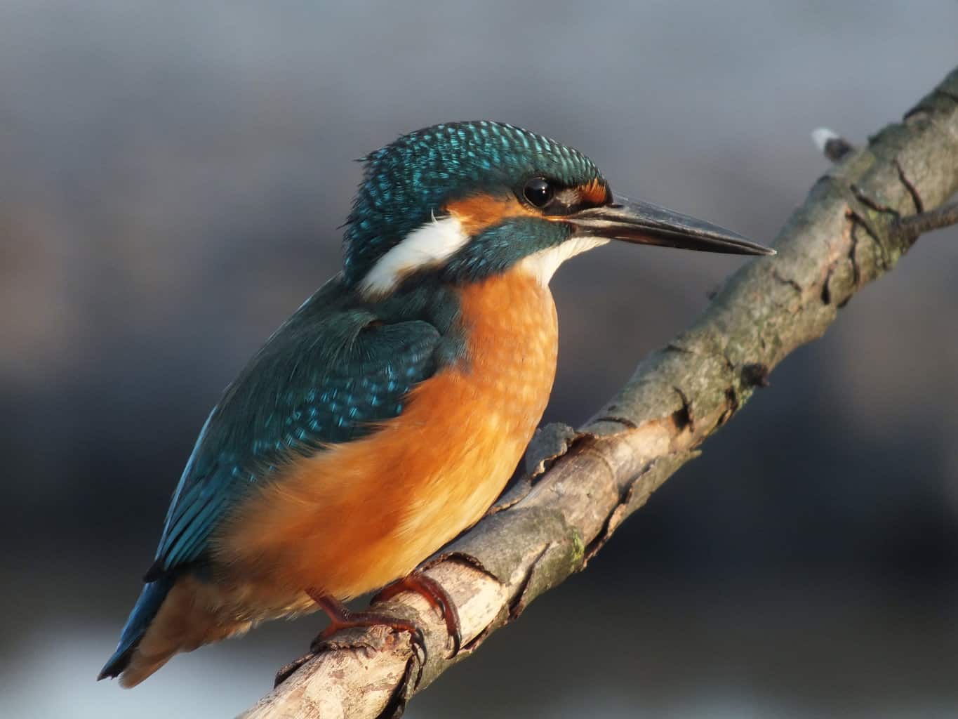 16 pájaros que parecen martines pescadores