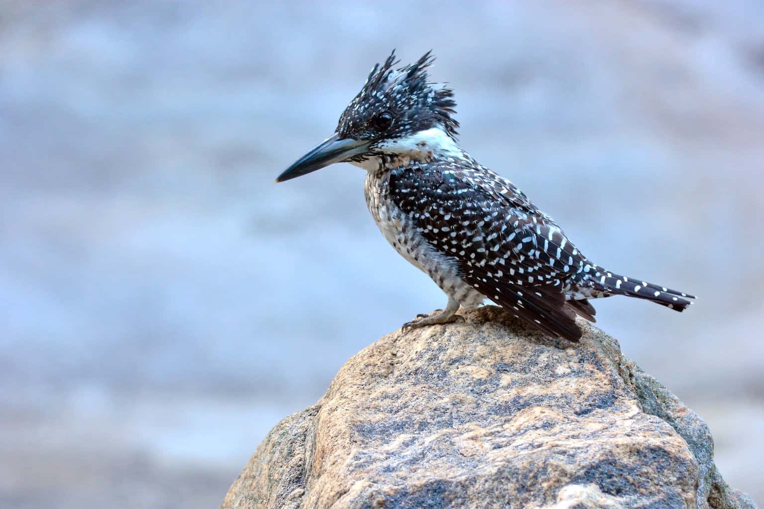 16 pájaros que parecen martines pescadores