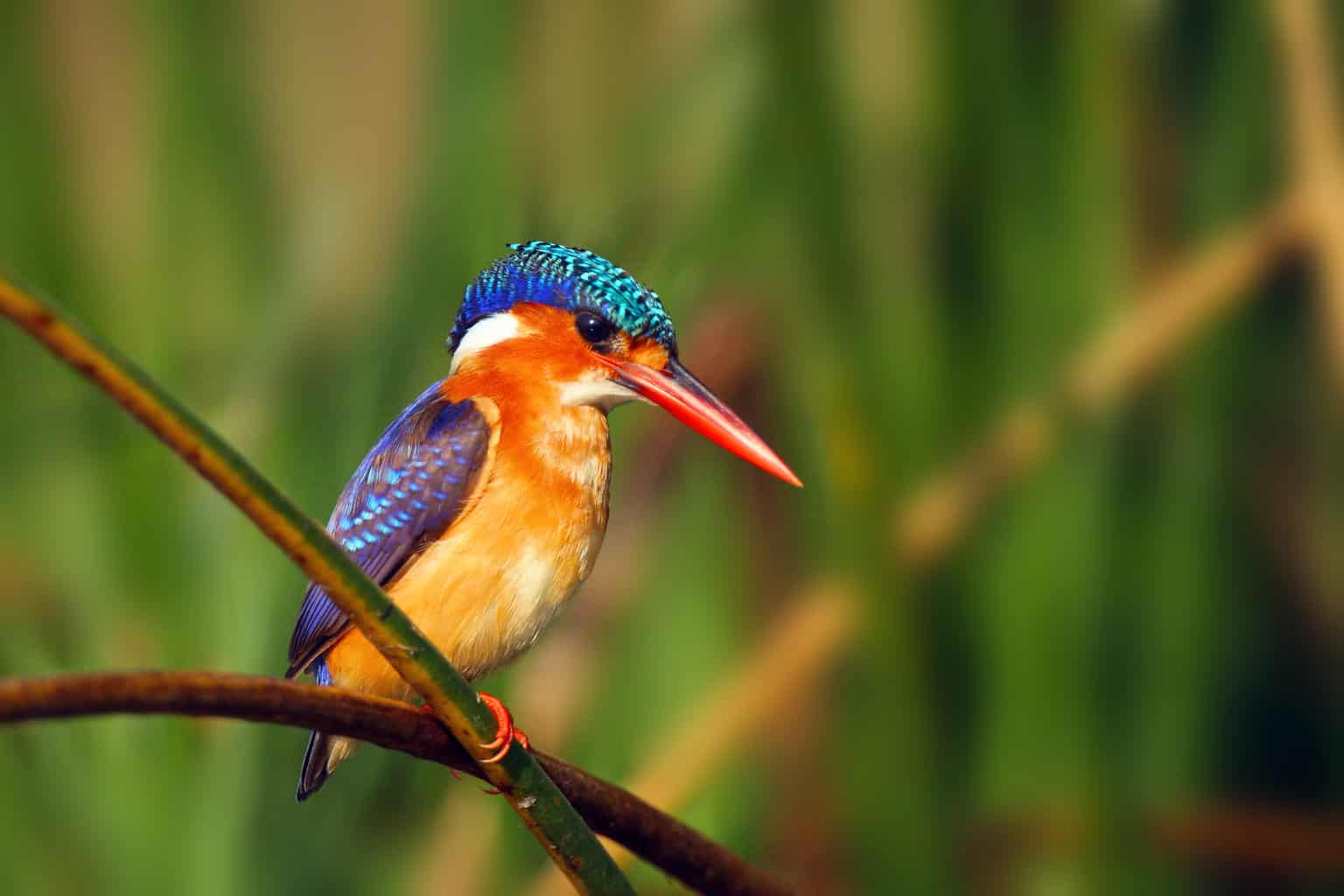16 pájaros que parecen martines pescadores