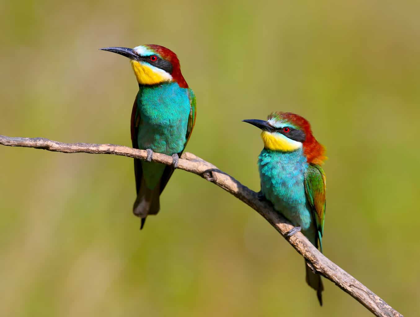 16 pájaros que parecen martines pescadores