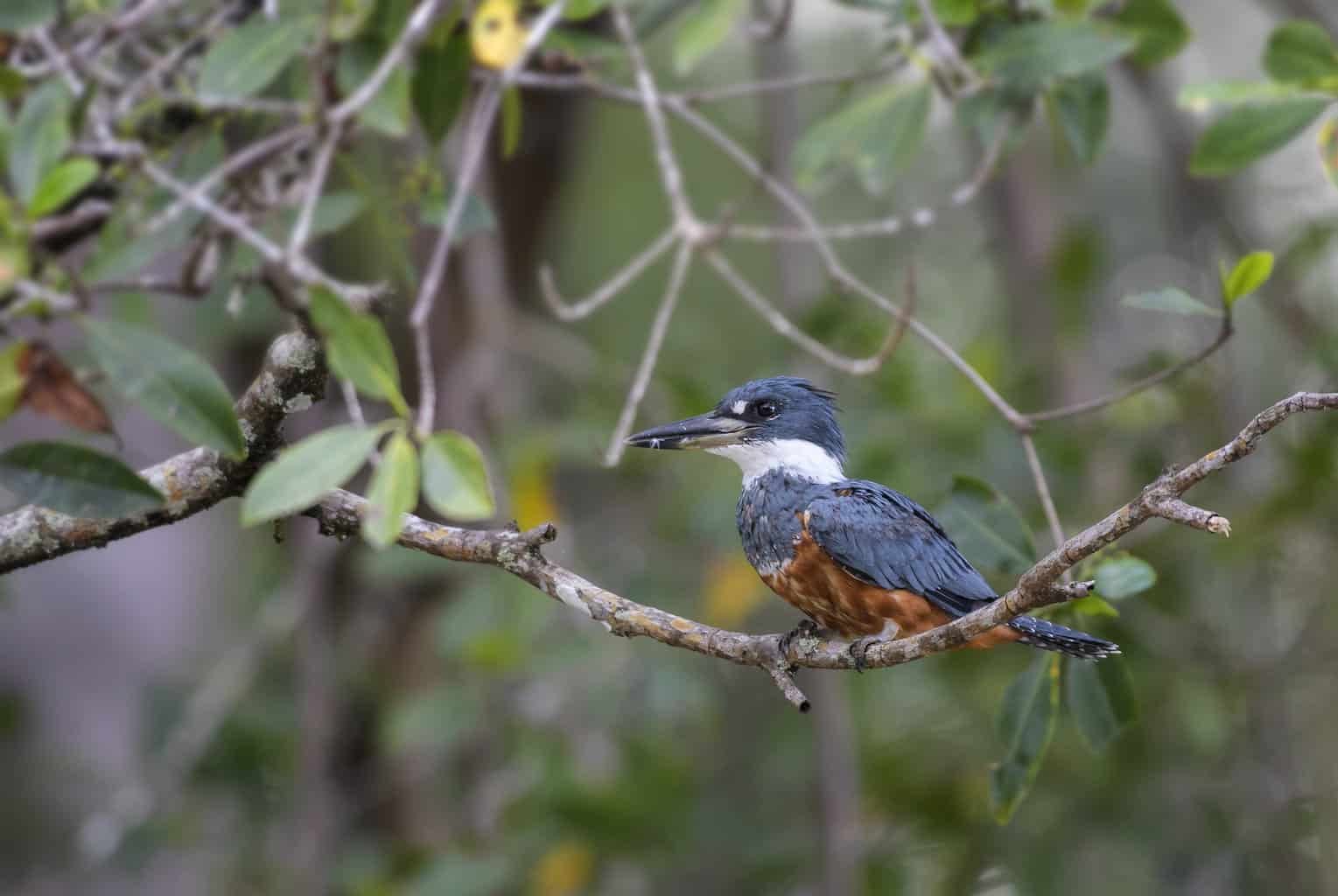 16 pájaros que parecen martines pescadores