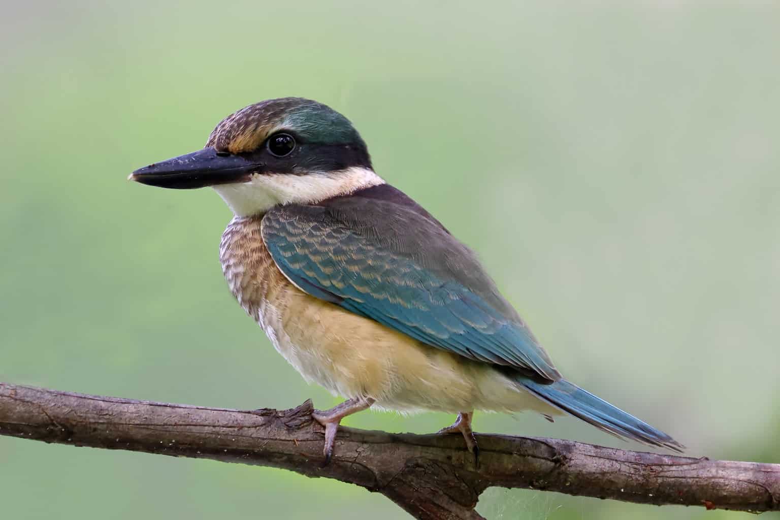 16 pájaros que parecen martines pescadores