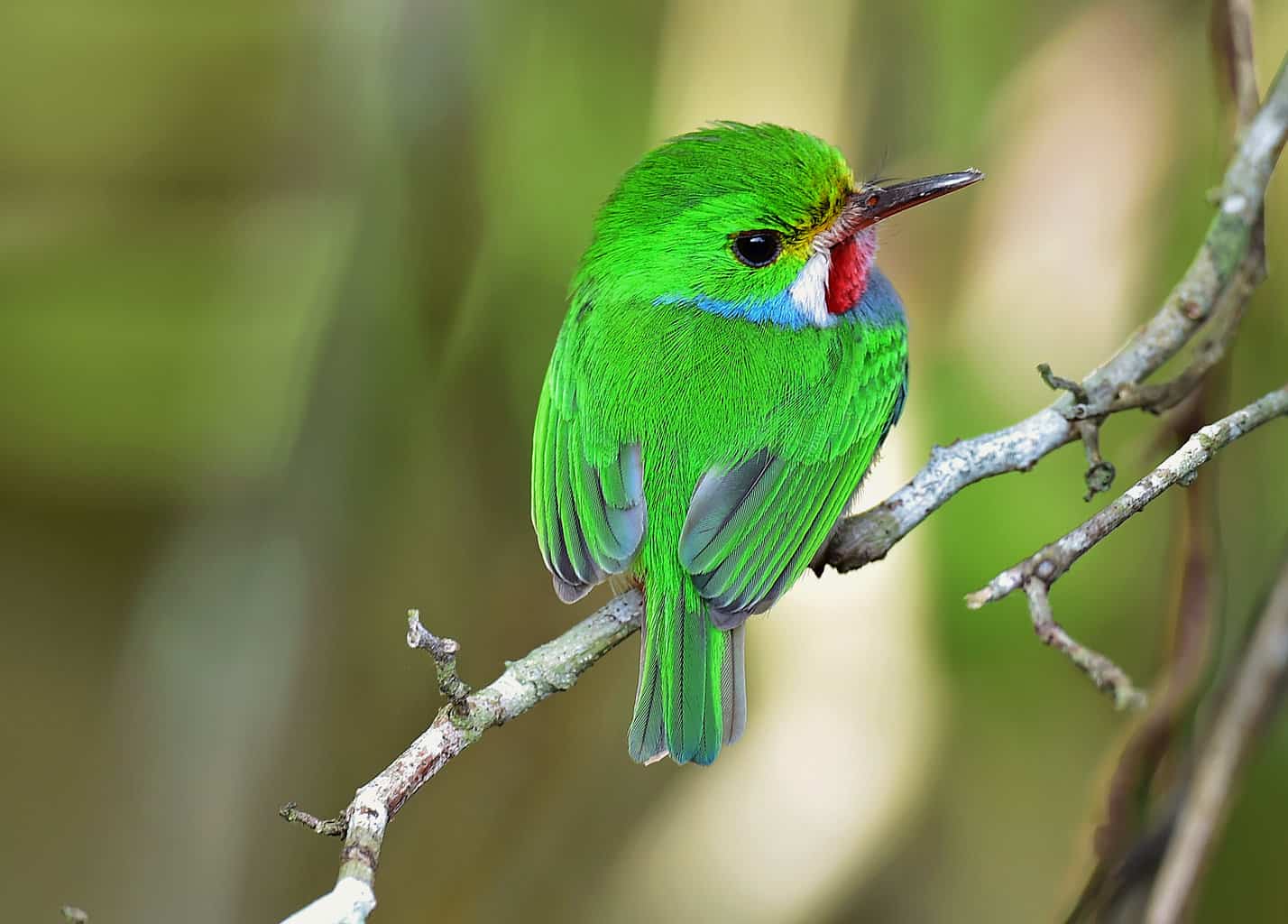 16 pájaros que parecen martines pescadores