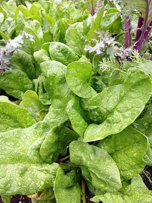 10 vegetales de crecimiento rápido que puedes cosechar rápidamente