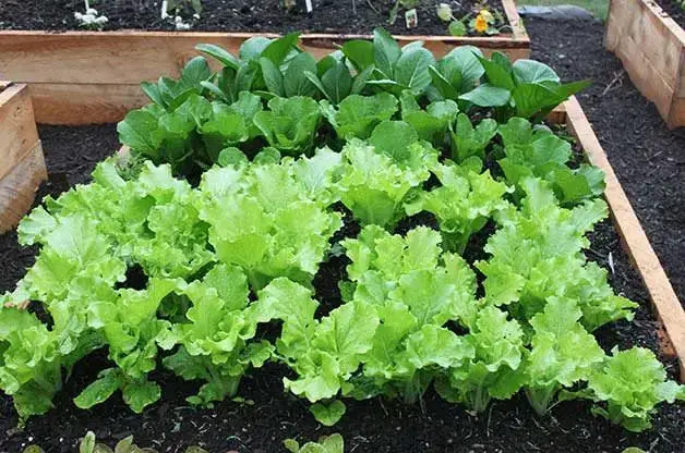 10 vegetales de crecimiento rápido que puedes cosechar rápidamente