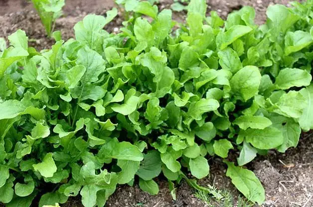 10 vegetales de crecimiento rápido que puedes cosechar rápidamente