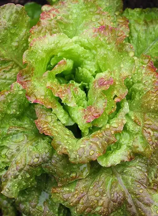 10 vegetales de crecimiento rápido que puedes cosechar rápidamente