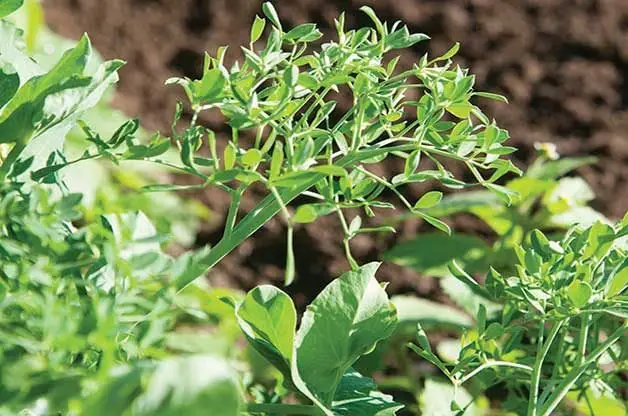 10 vegetales de crecimiento rápido que puedes cosechar rápidamente