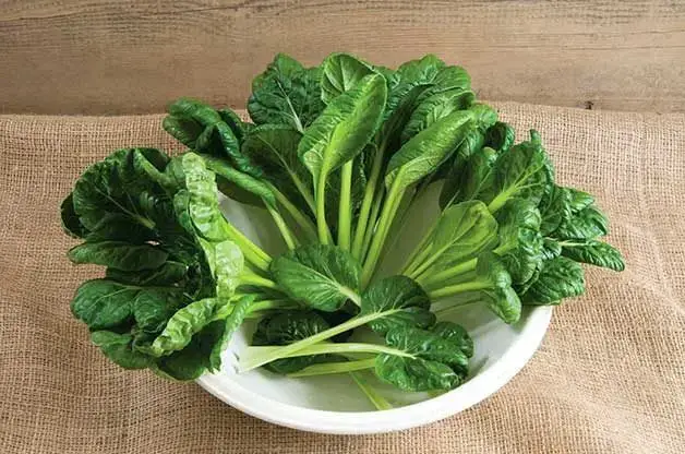 10 vegetales de crecimiento rápido que puedes cosechar rápidamente