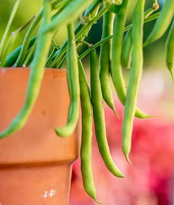 10 vegetales de crecimiento rápido que puedes cosechar rápidamente