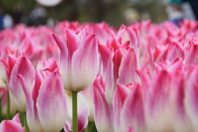 Significado de los tulipanes: descubre qué simbolizan los colores de los tulipanes