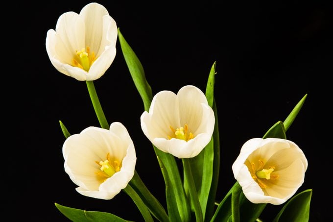 Significado de los tulipanes: descubre qué simbolizan los colores de los tulipanes