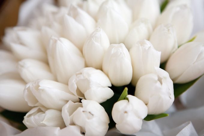 Significado de los tulipanes: descubre qué simbolizan los colores de los tulipanes