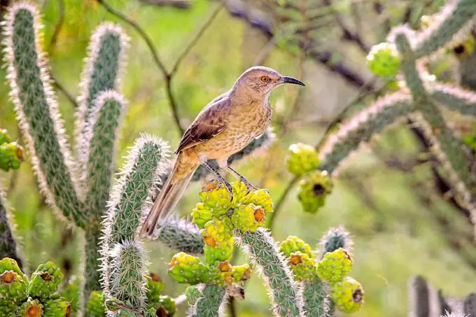 Conoce a los cuitlacoches: aprende sobre las aves cuitlacoche