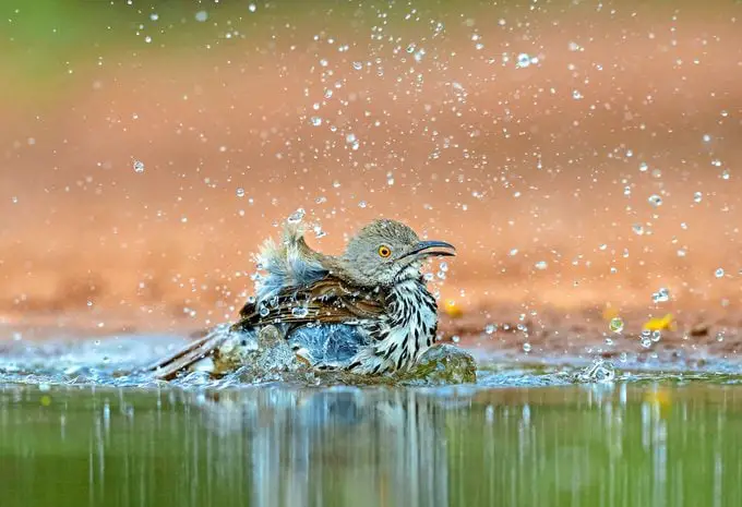 Conoce a los cuitlacoches: aprende sobre las aves cuitlacoche
