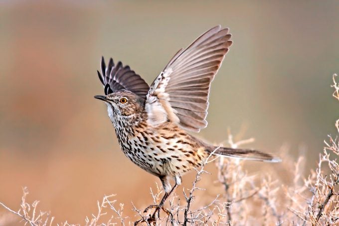 Conoce a los cuitlacoches: aprende sobre las aves cuitlacoche