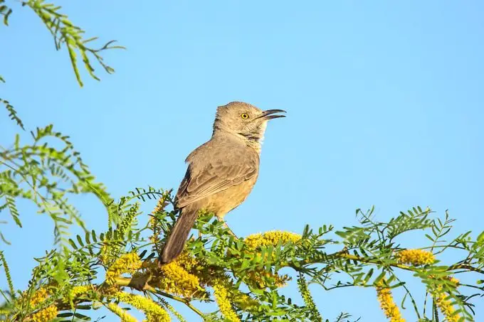 Conoce a los cuitlacoches: aprende sobre las aves cuitlacoche