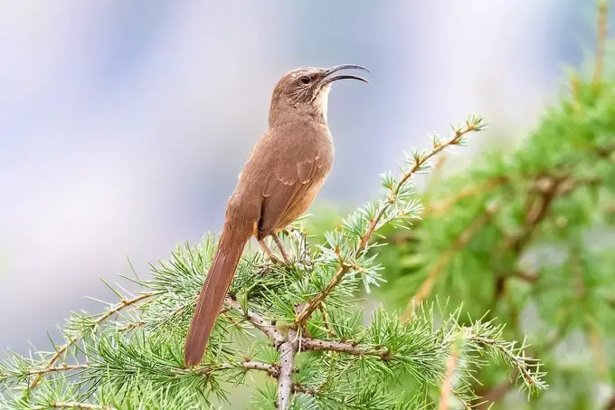 Conoce a los cuitlacoches: aprende sobre las aves cuitlacoche