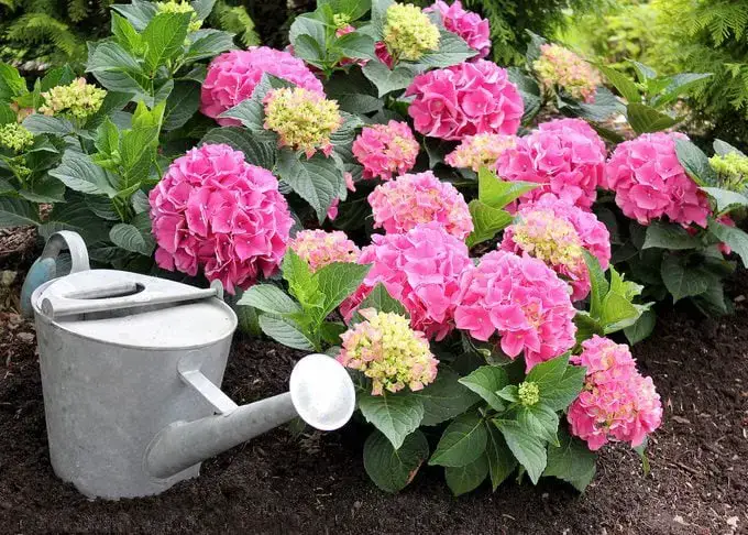 Cuándo podar las hortensias para obtener flores grandes y vistosas