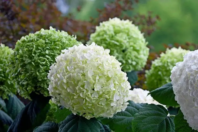 Cuándo podar las hortensias para obtener flores grandes y vistosas
