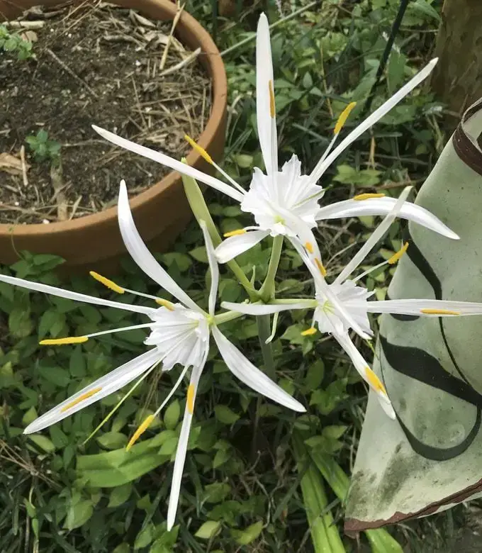 ¿Cuándo florece un bulbo de lirio araña roja?