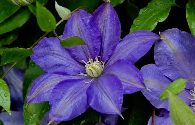 10 flores moradas para cultivar en tu jardín