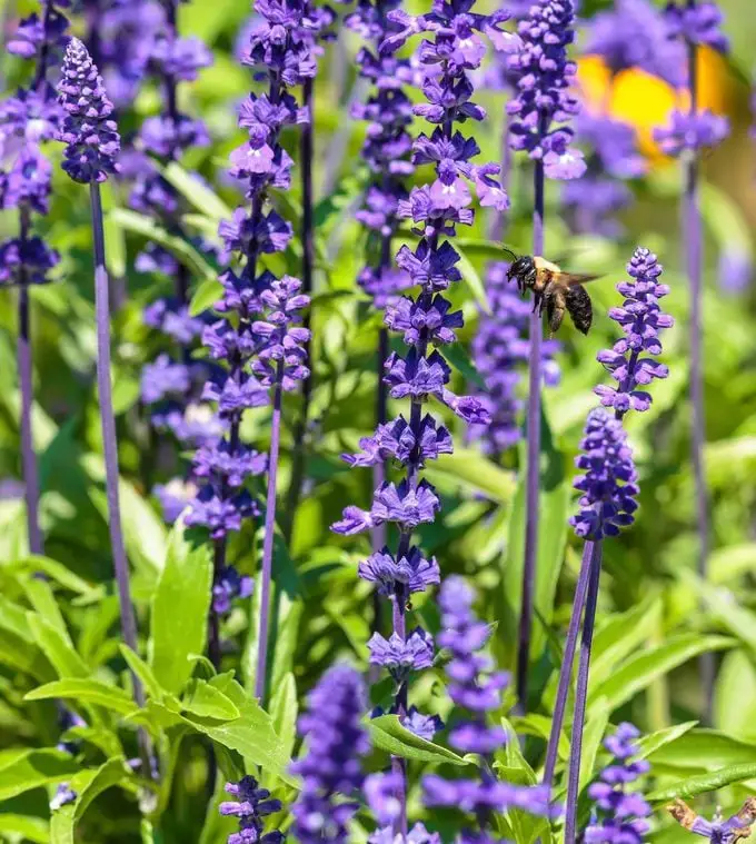 10 flores moradas para cultivar en tu jardín