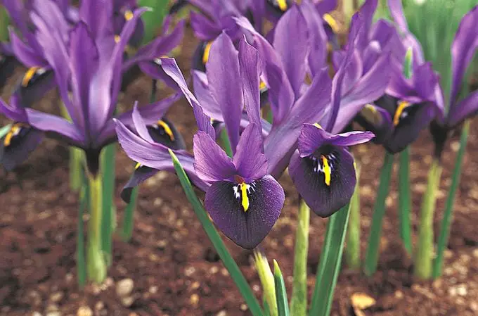 10 flores moradas para cultivar en tu jardín
