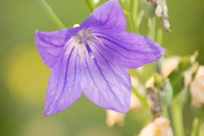 10 flores moradas para cultivar en tu jardín