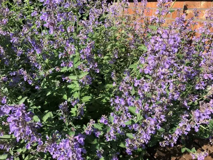 10 flores moradas para cultivar en tu jardín