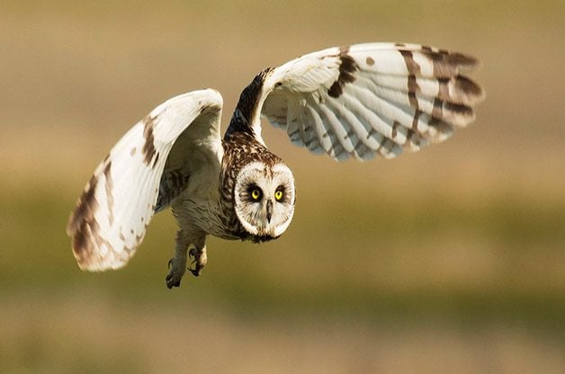 Descubre los asombrosos tipos de búhos en América del Norte