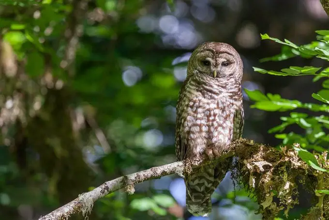 Descubre los asombrosos tipos de búhos en América del Norte