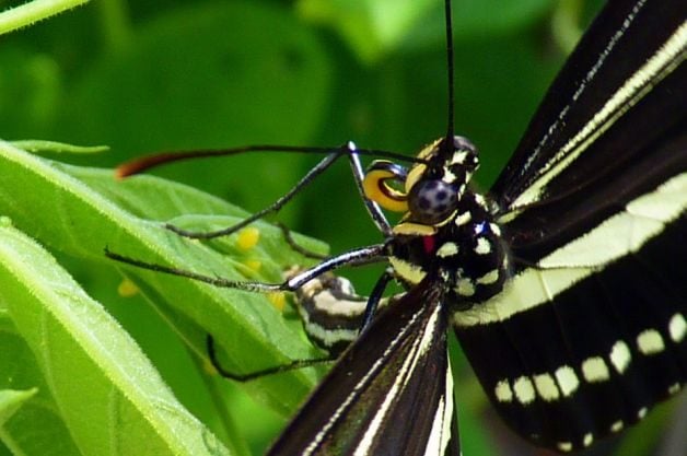 ¿Qué comen las mariposas? |