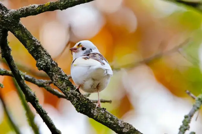 Pájaro leucístico vs pájaro albino: aprende la diferencia