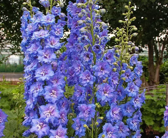 12 hermosas flores azules para cada jardín