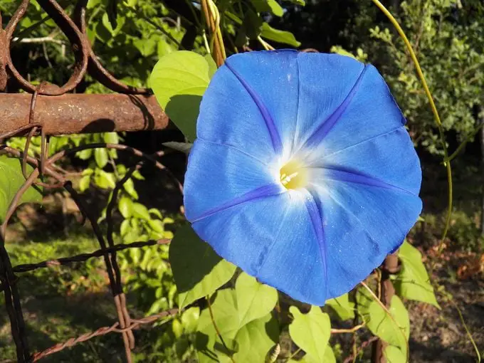 12 hermosas flores azules para cada jardín
