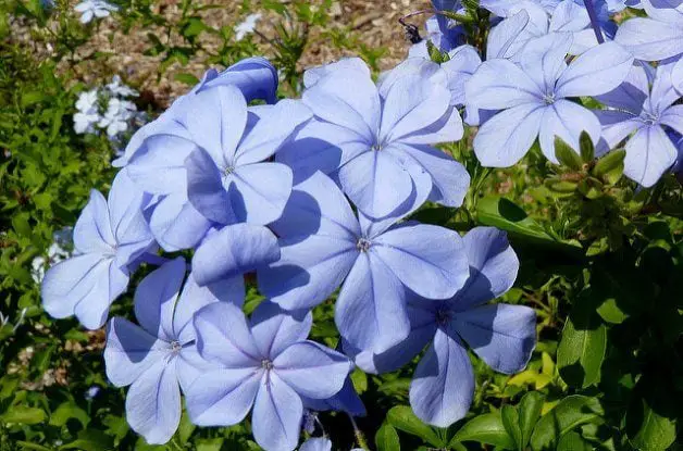 12 hermosas flores azules para cada jardín