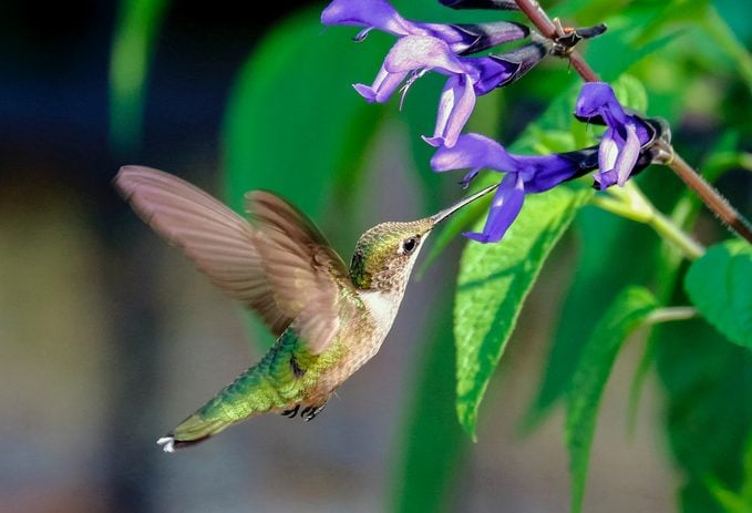 12 hermosas flores azules para cada jardín