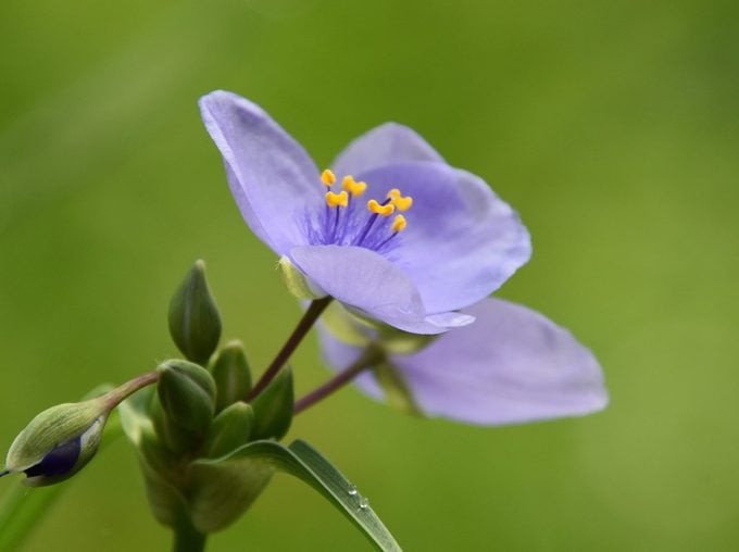 12 hermosas flores azules para cada jardín