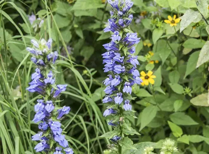 12 hermosas flores azules para cada jardín