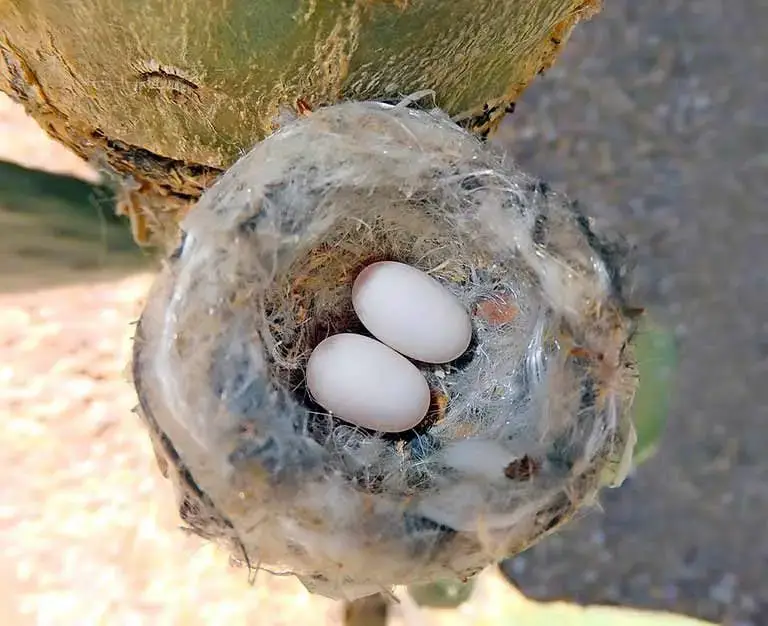 ¿Usará un colibrí una casa para pájaros?
