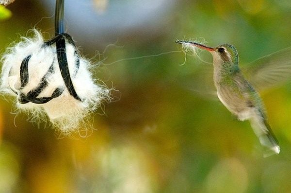 Nidos de colibrí: lo que debes saber