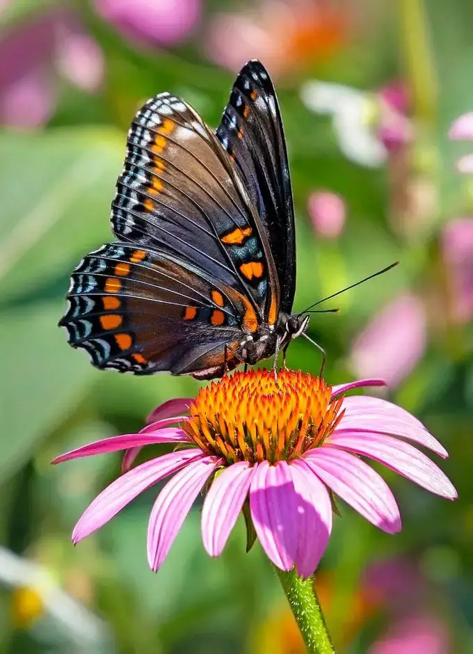 Cómo identificar una mariposa morada con manchas rojas