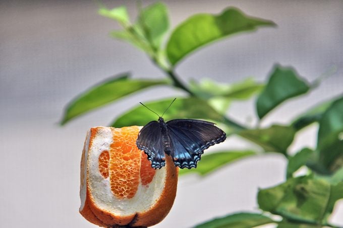 Cómo identificar una mariposa morada con manchas rojas