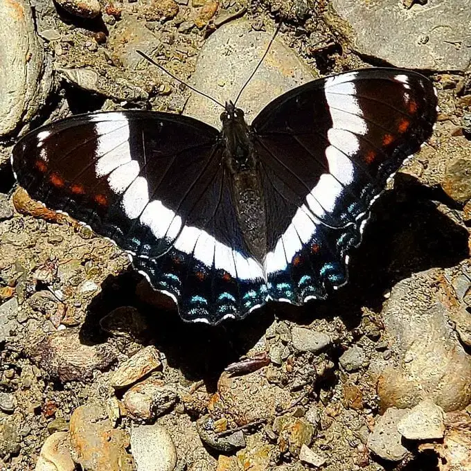 Cómo identificar una mariposa morada con manchas rojas